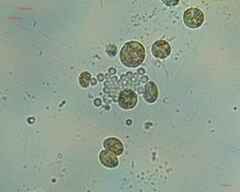 Nostocales