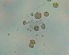 Nostocales