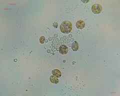 Nostocales