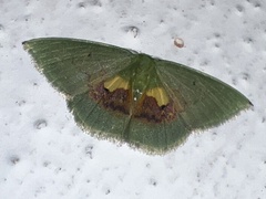 Tachychlora flavicoma