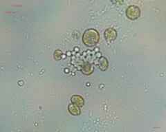 Nostocales