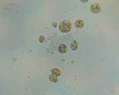 Nostocales