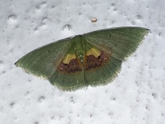 Tachychlora flavicoma