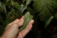 Parsonsia velutina