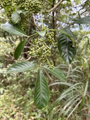 Melicope semecarpifolia