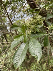 Melicope semecarpifolia