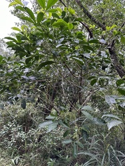 Melicope semecarpifolia