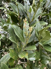 Itea