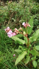 Impatiens glandulifera