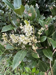 Itea