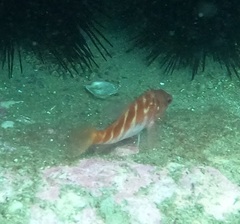 Hypoplectrodes maccullochi