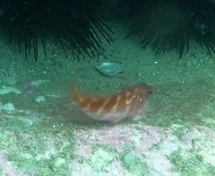 Hypoplectrodes maccullochi