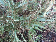 Genista tridentata