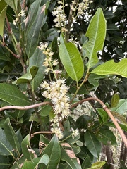 Itea