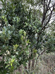 Itea