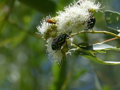 Eupoecila australasiae