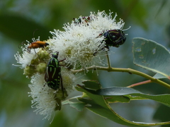 Eupoecila australasiae