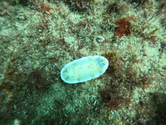 Aphelodoris varia