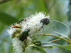 Eupoecila australasiae