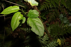 Vincetoxicum paniculatum