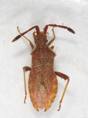 Coriomeris denticulatus