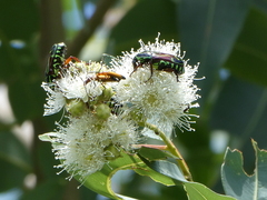 Eupoecila australasiae