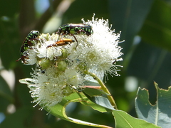 Eupoecila australasiae
