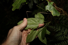 Vincetoxicum paniculatum