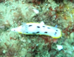 Goniobranchus splendidus