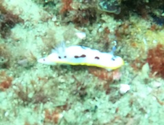 Goniobranchus splendidus