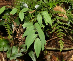Derris involuta