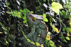 Calumma parsonii parsonii