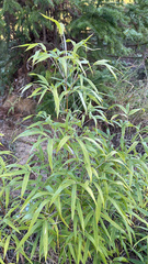 Pseudosasa japonica