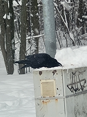 Corvus corax