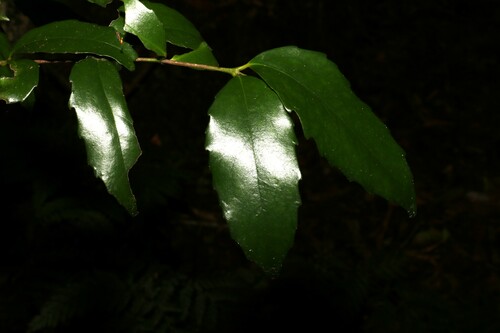 Image of Doryphora sassafras by (c) Greg Tasney, some rights reserved (CC BY-SA)