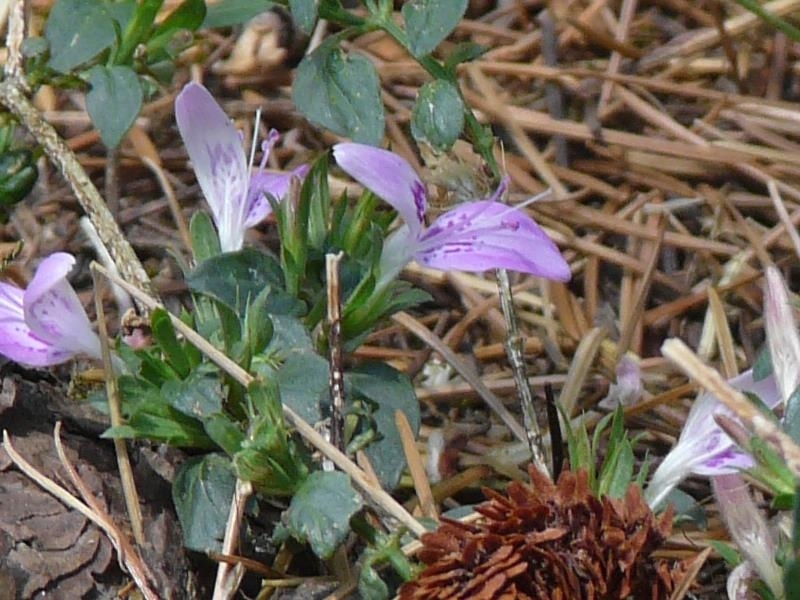 Dicliptera bupleuroides Nees