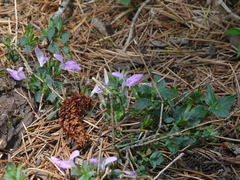 Dicliptera bupleuroides