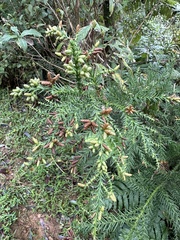 Cryptomeria
