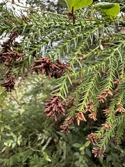 Cryptomeria