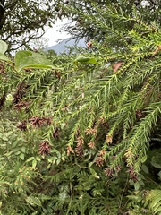 Cryptomeria