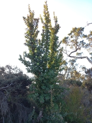 Banksia ilicifolia