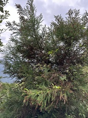 Cryptomeria