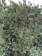 Camellia brevistyla