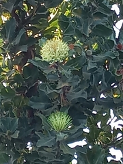 Banksia ilicifolia