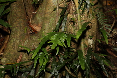 Microsorum scandens