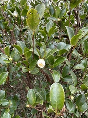 Camellia brevistyla