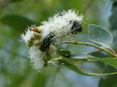 Eupoecila australasiae