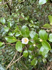 Camellia brevistyla