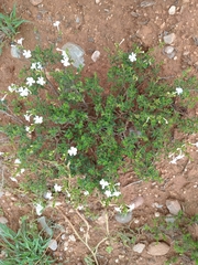 Chascanum