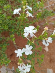 Chascanum